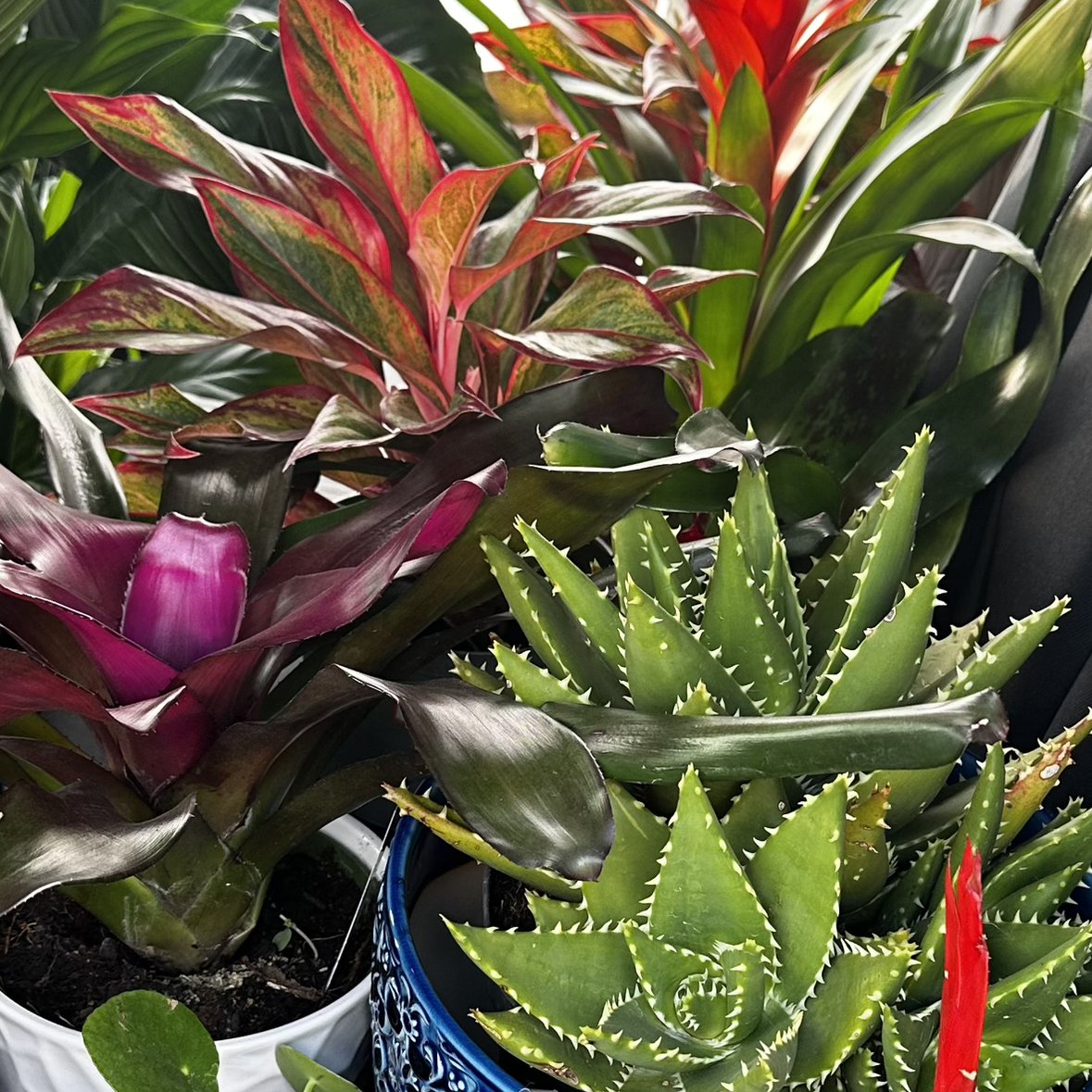 Avatar for @MichaelFitz on Greg, the plant care app