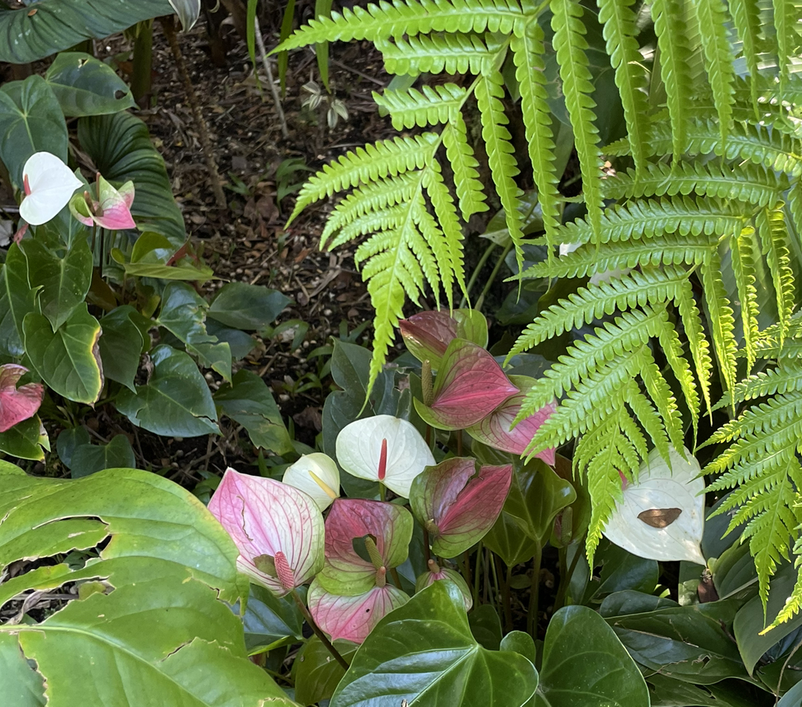 Avatar for @anthuriumh03 on Greg, the plant care app