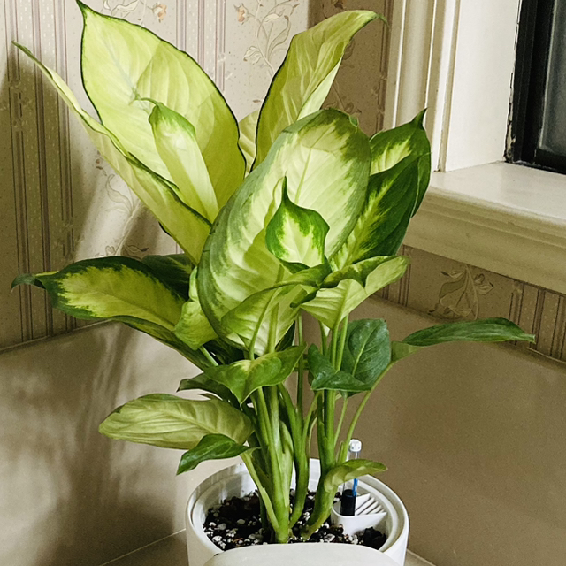 Avatar for @PioneerGasplant on Greg, the plant care app