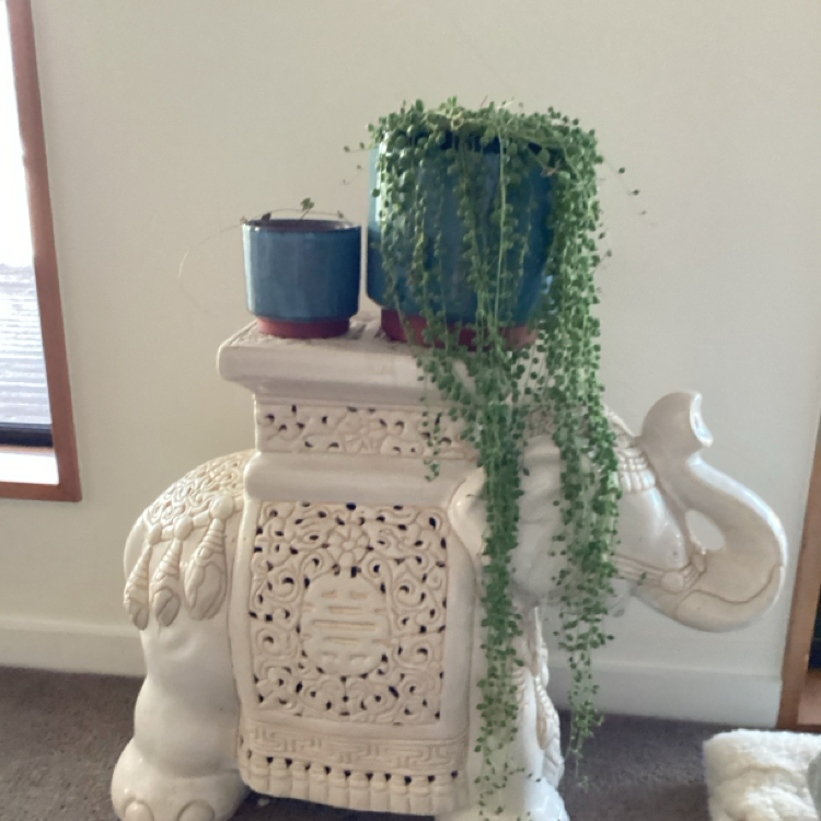 Avatar for @RichAirplant on Greg, the plant care app