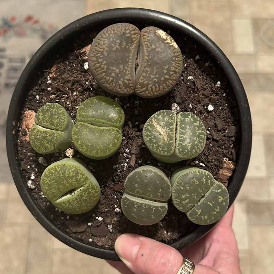 Avatar for @Lennox on Greg, the plant care app