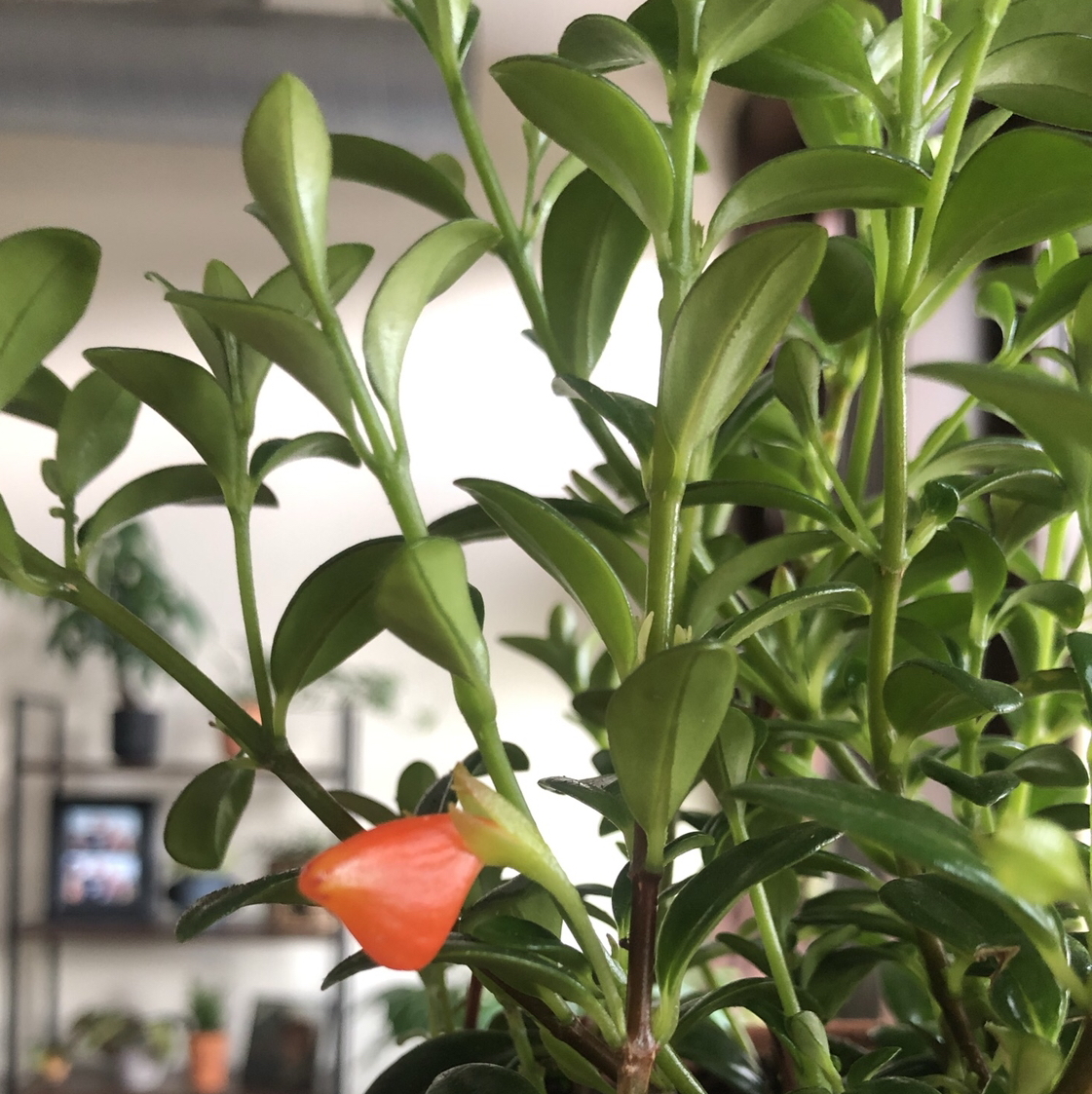 Avatar for @rosemaryliston on Greg, the plant care app