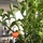 Avatar for Rosemaryliston on Greg, the plant care app