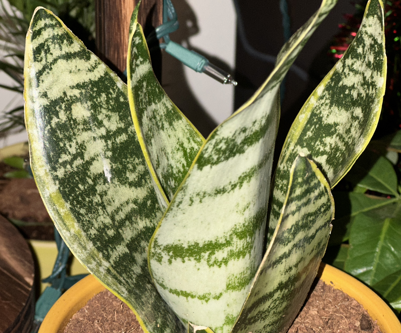 Avatar for @privateparaiso on Greg, the plant care app