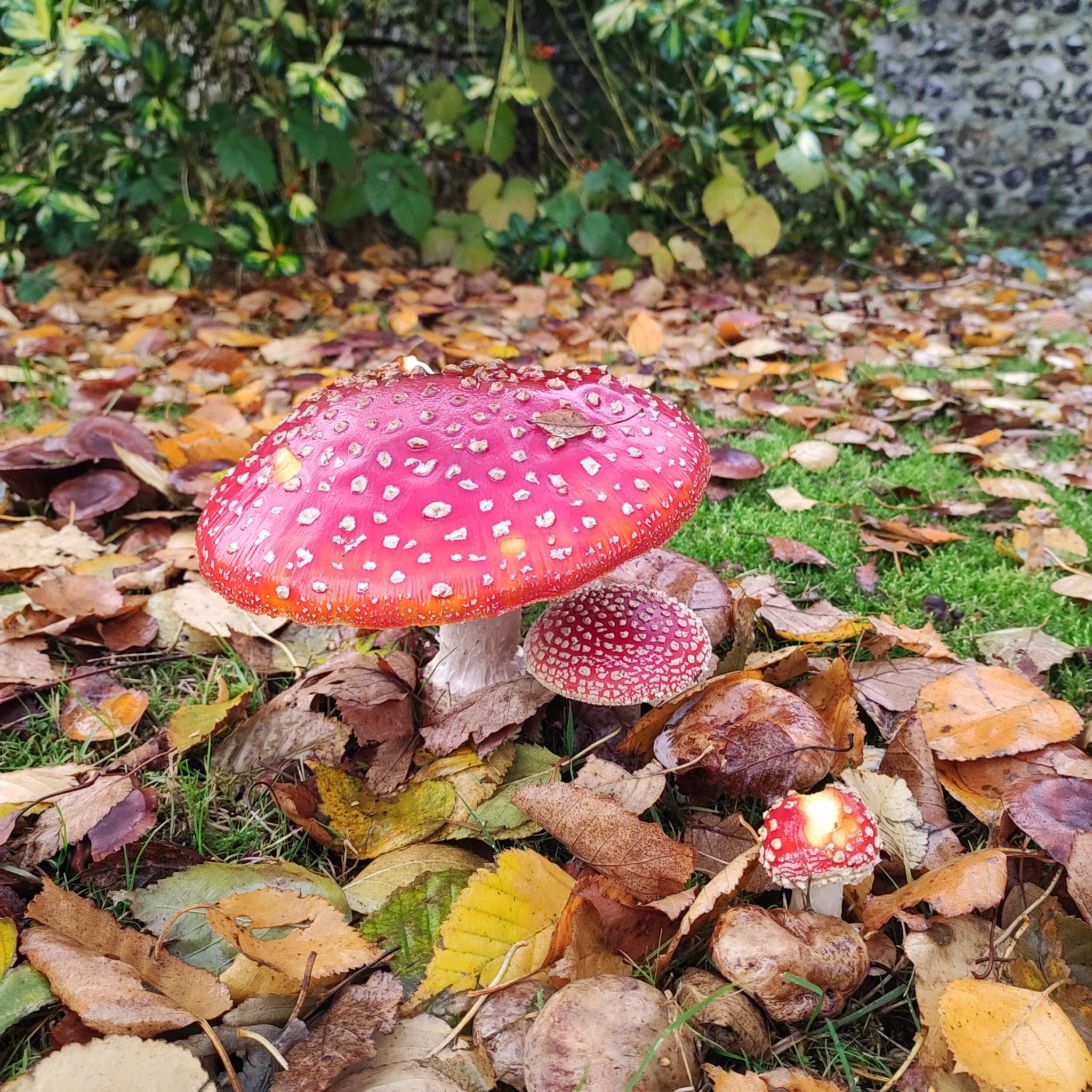 Avatar for @FirstBlueweed on Greg, the plant care app