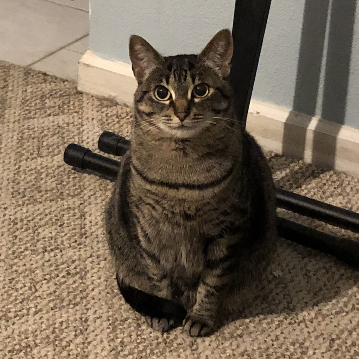 Avatar for @Amimelia on Greg, the plant care app