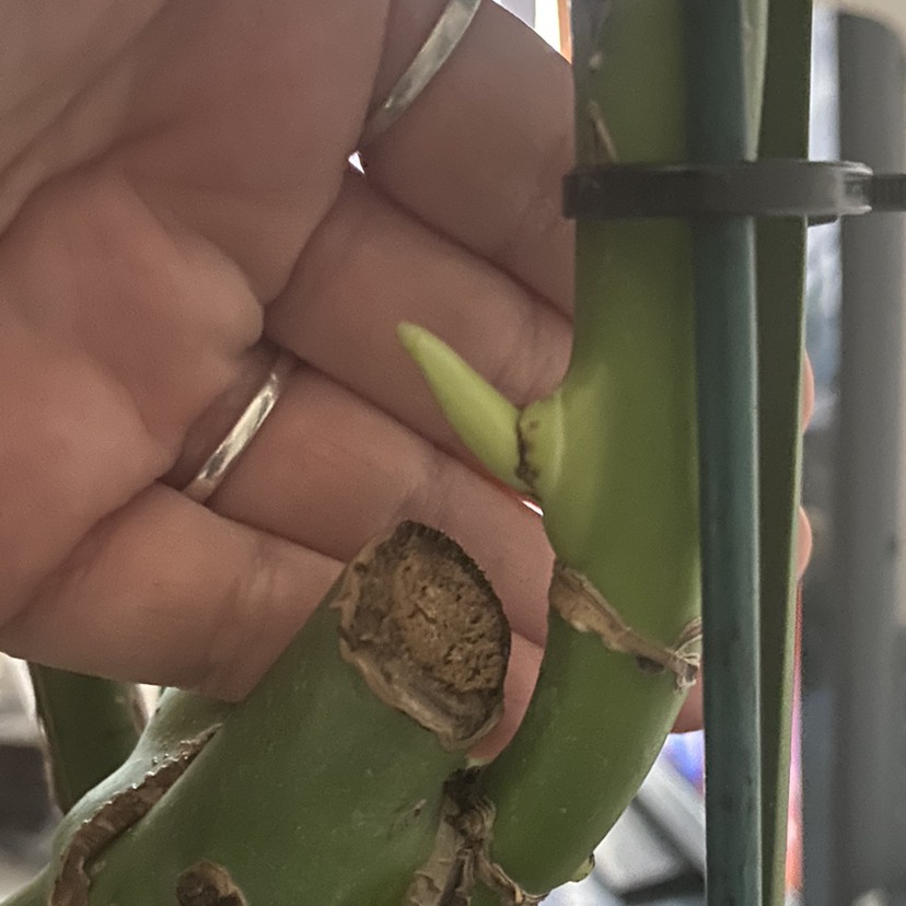 @MatureBookaloe avatar