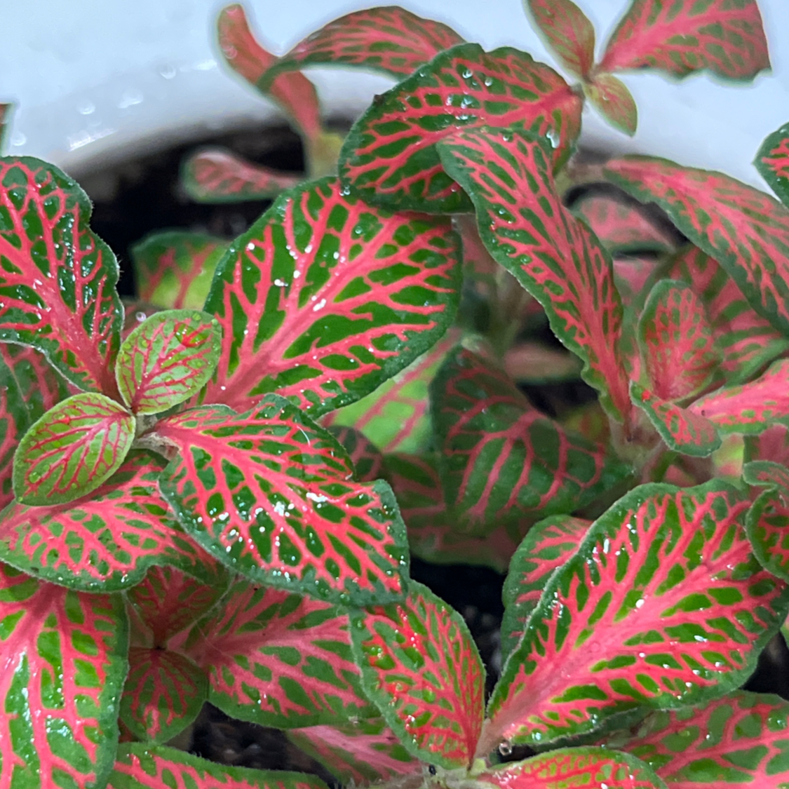 Avatar for @Nicoles_oasis on Greg, the plant care app