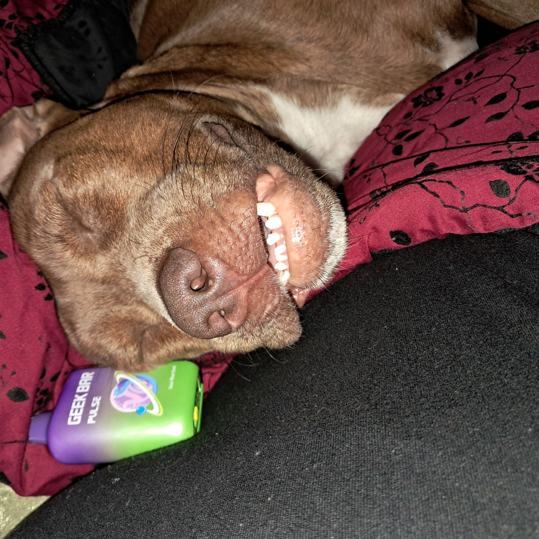 @dazzlingbranch avatar