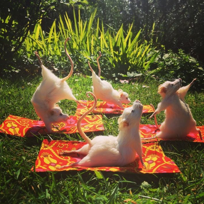 Avatar for @mollymaee_x on Greg, the plant care app