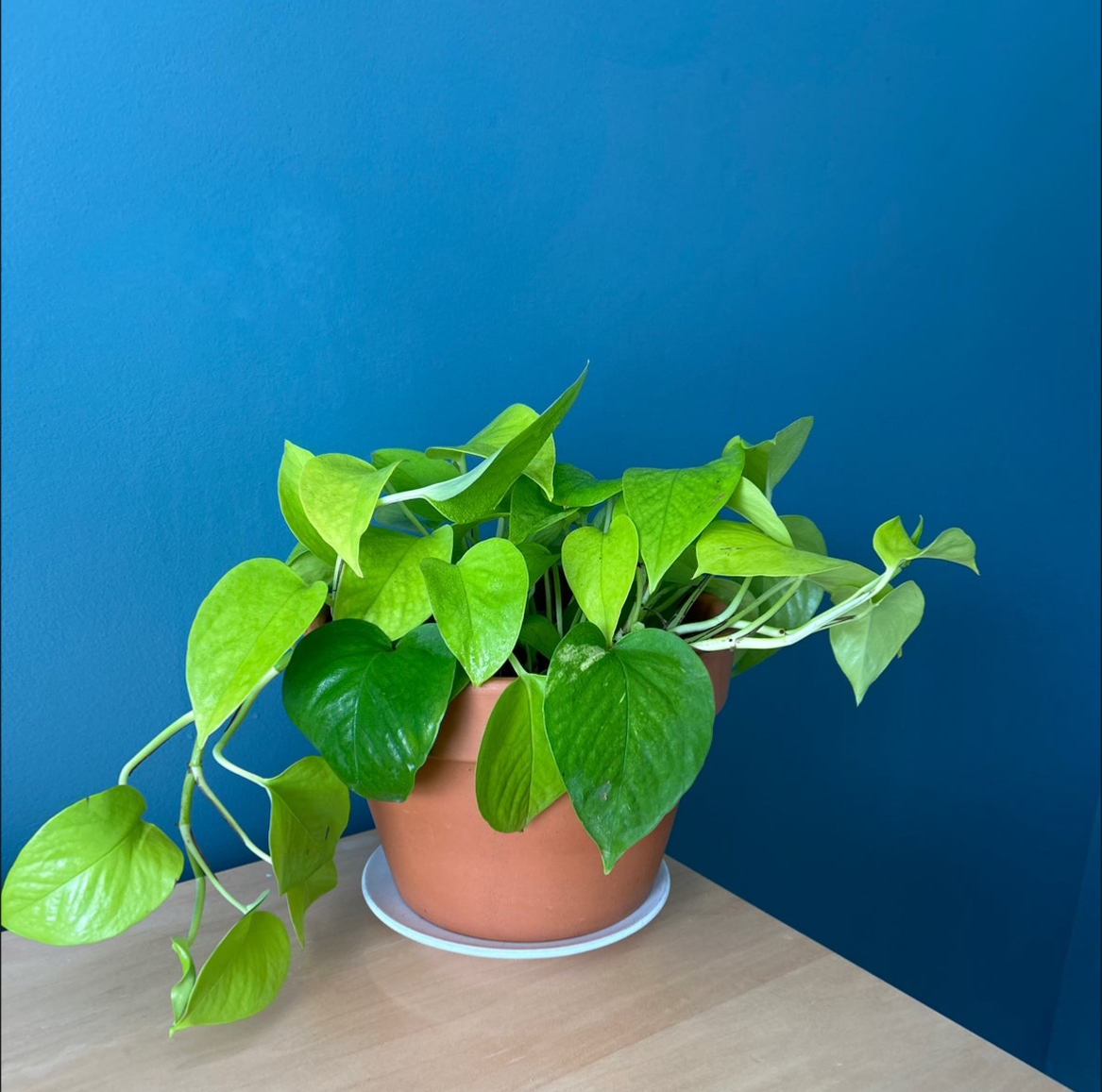 Avatar for @Billy on Greg, the plant care app