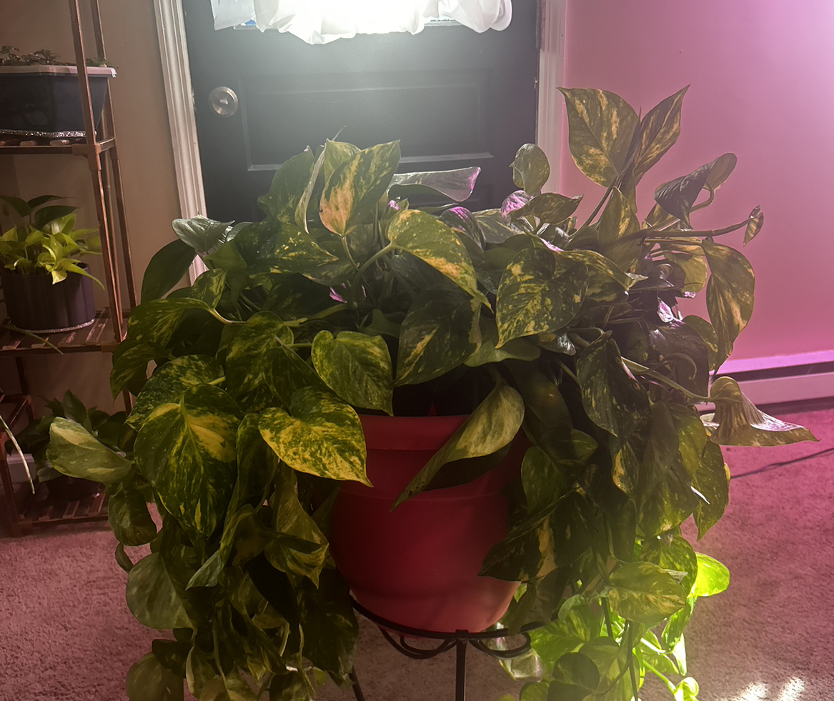 Avatar for @PlantPlaza on Greg, the plant care app