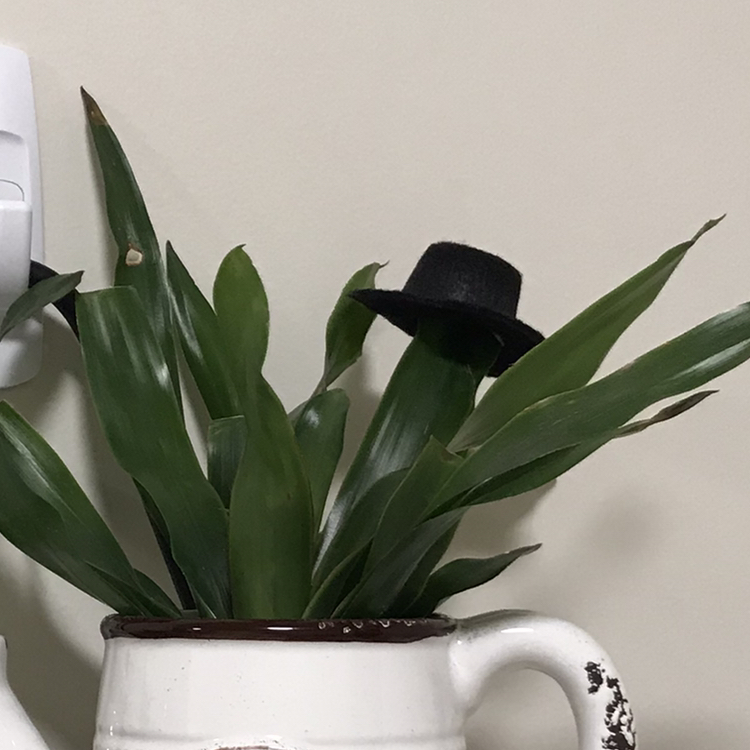 Avatar for Miranda on Greg, the plant care app