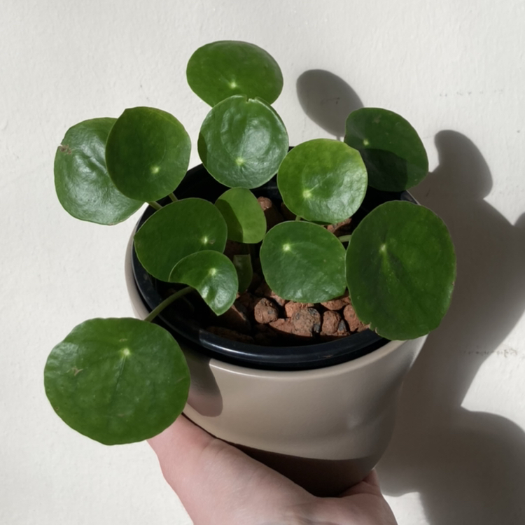 Avatar for Khira on Greg, the plant care app