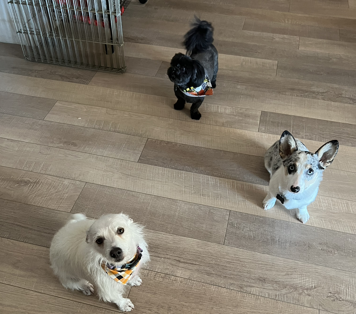 Avatar for @DreamboatBonsi on Greg, the plant care app