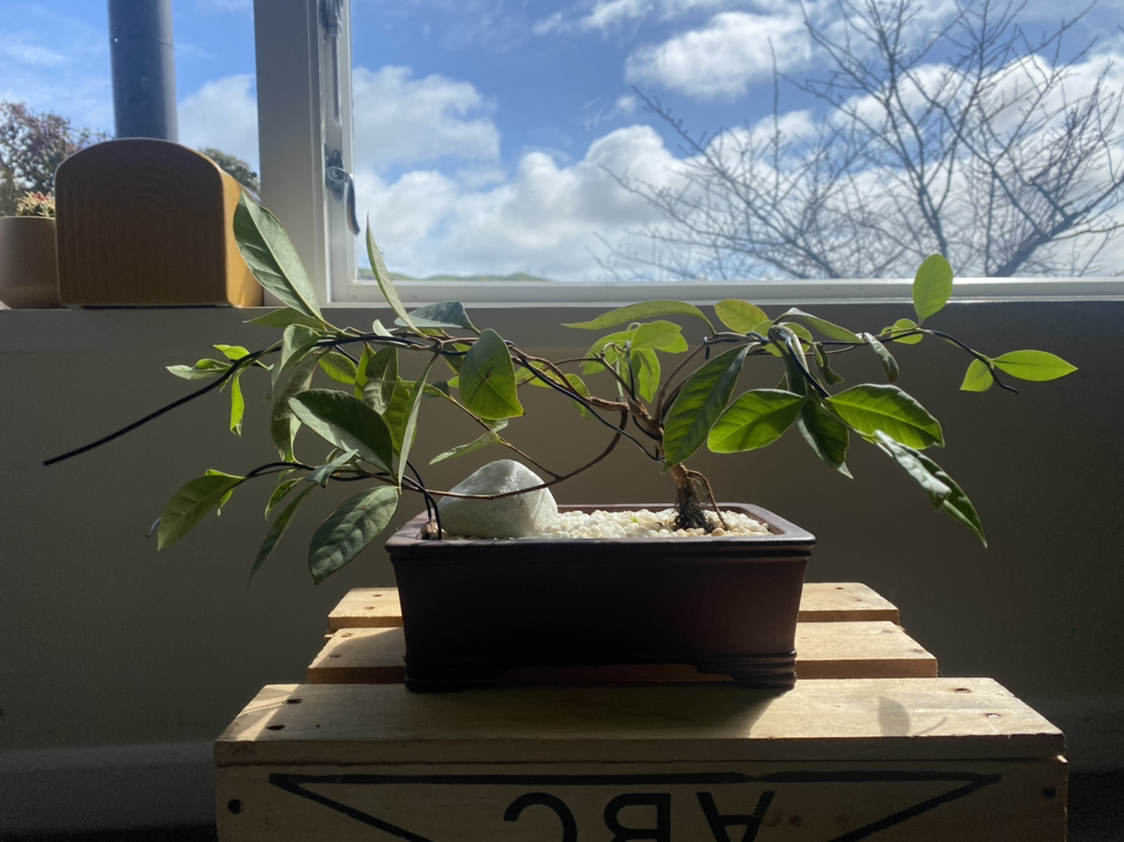 Avatar for @timothyj on Greg, the plant care app