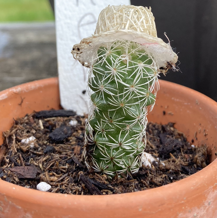 @hannahturtle avatar