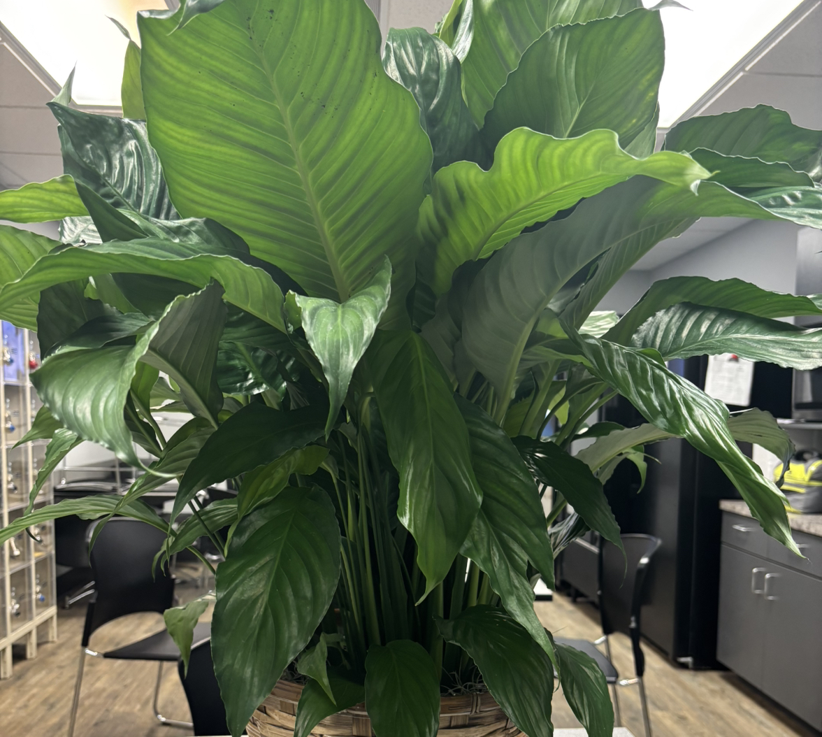 Avatar for @LuxuryBogarum on Greg, the plant care app