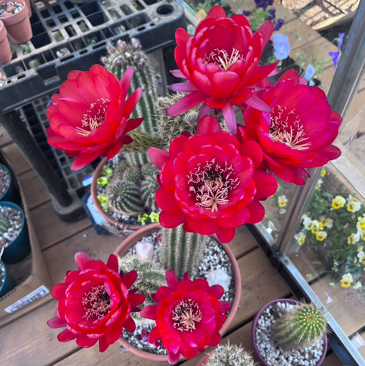 Avatar for @ThePinkCactus on Greg, the plant care app