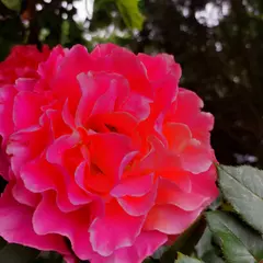@MusicalRedmint