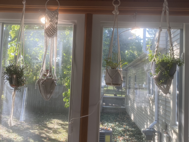 Avatar for @AffableCocoplum on Greg, the plant care app