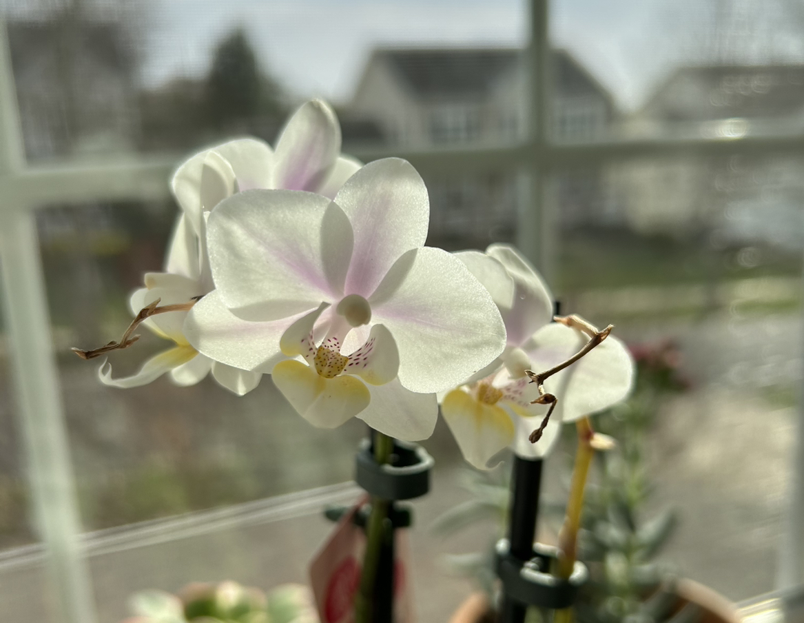 @NaturalCocoplum avatar