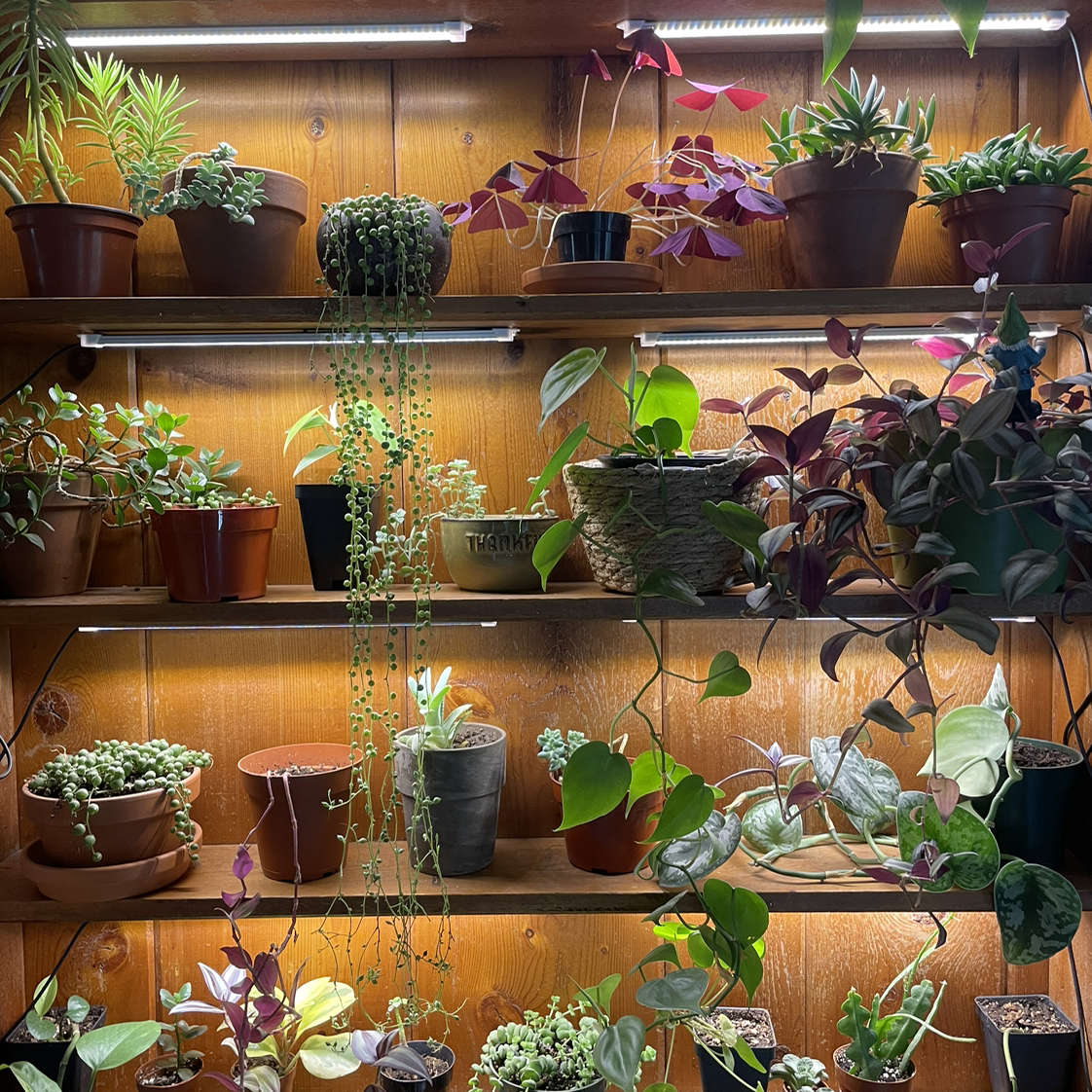 Avatar for @KateSobczak on Greg, the plant care app