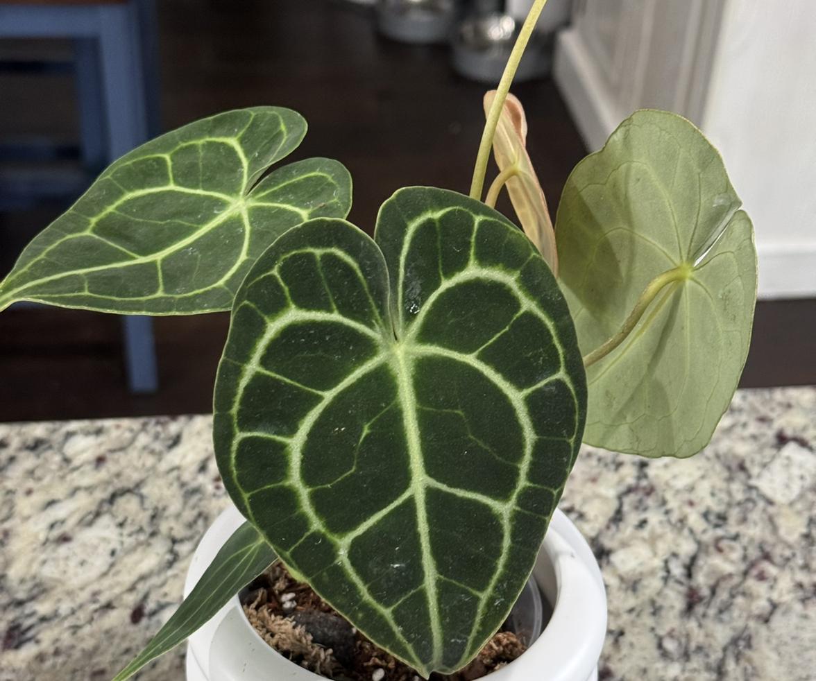 Avatar for @Caraxes on Greg, the plant care app