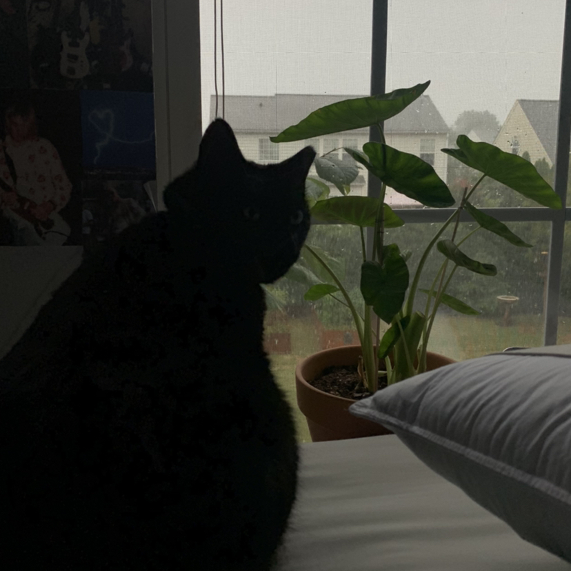 @madlikesgreekmythology avatar