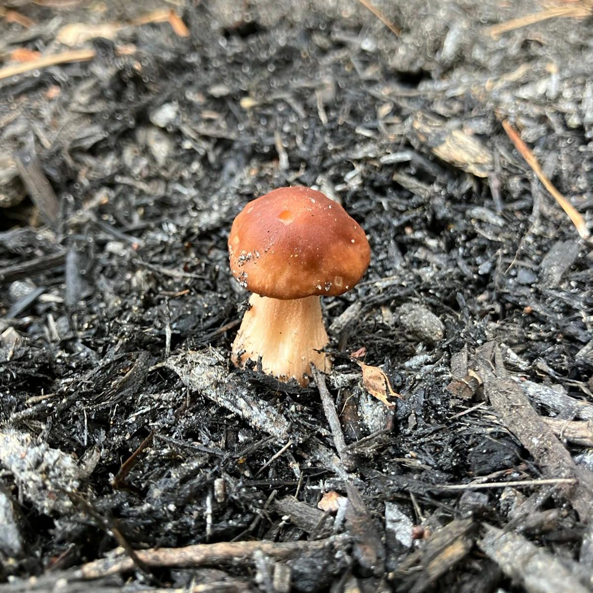 @BlueButtonSnack avatar