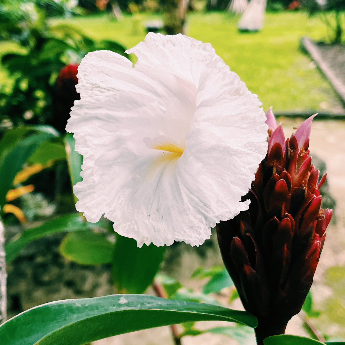 Avatar for @SouthPacific on Greg, the plant care app