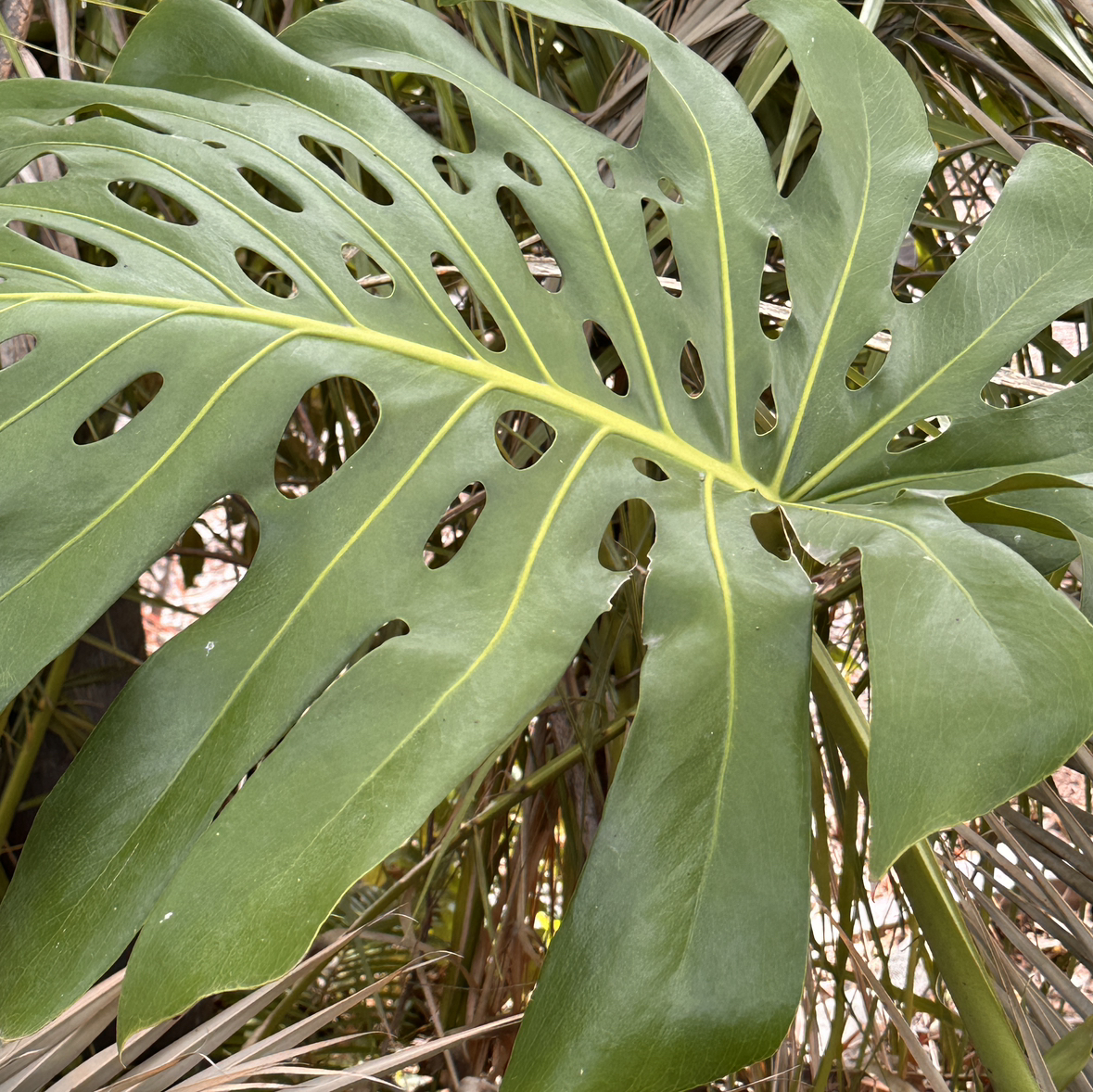 Avatar for @crooxy on Greg, the plant care app