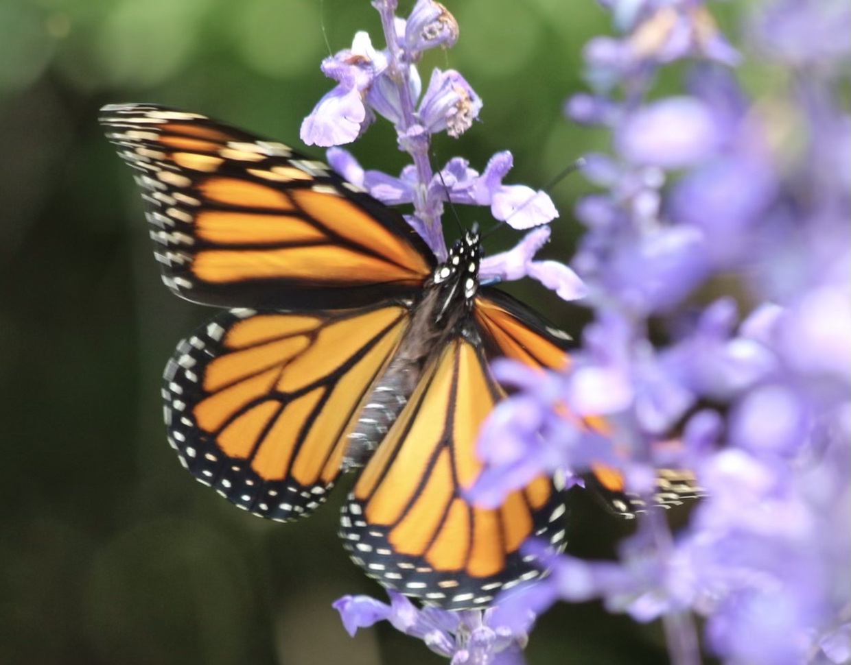 Avatar for @Butterfly0Whisperer on Greg, the plant care app