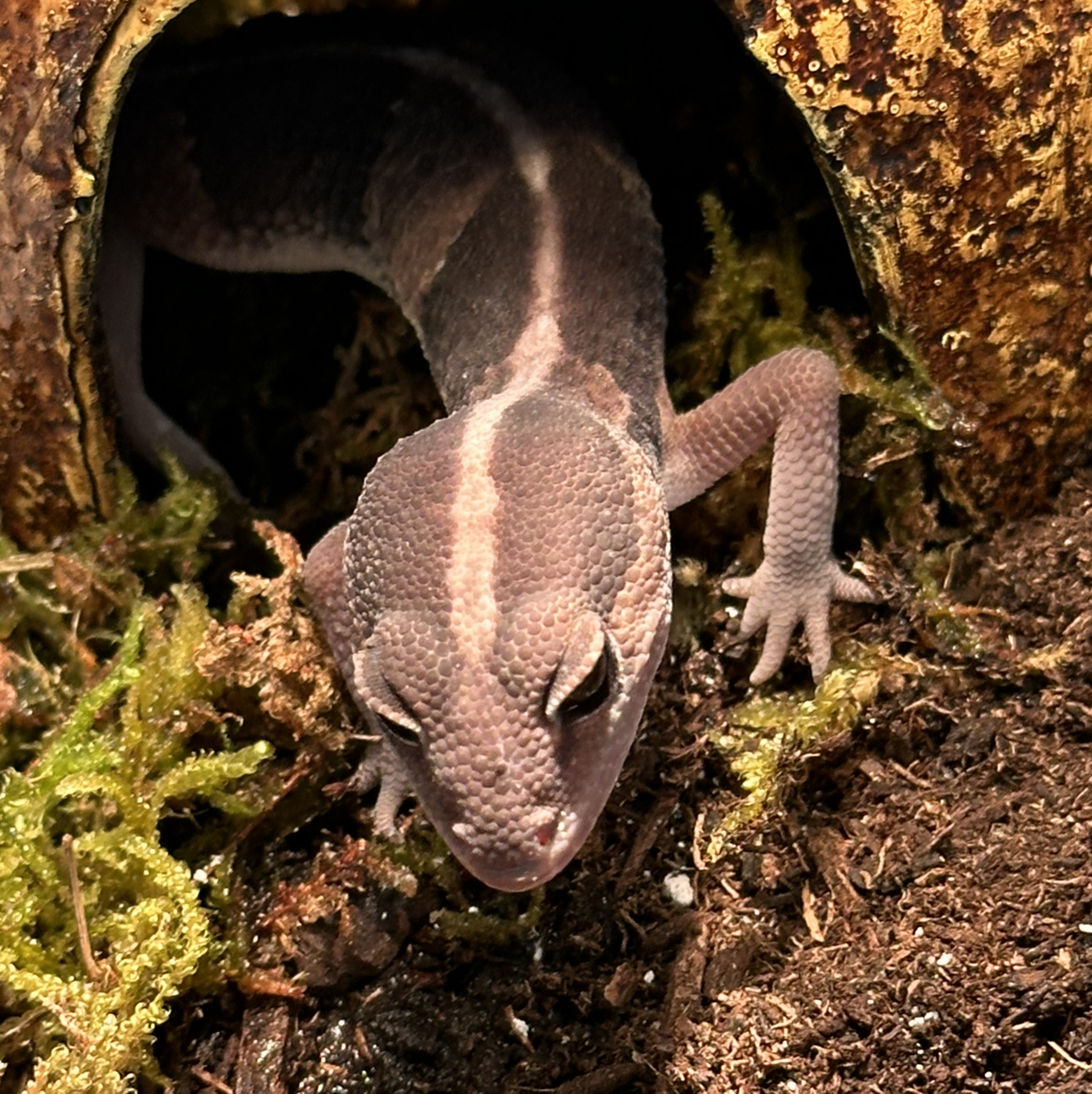 Avatar for @NebbyNova on Greg, the plant care app