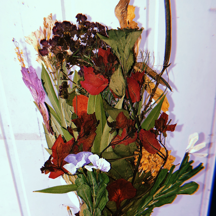 Avatar for @isabellatritton on Greg, the plant care app