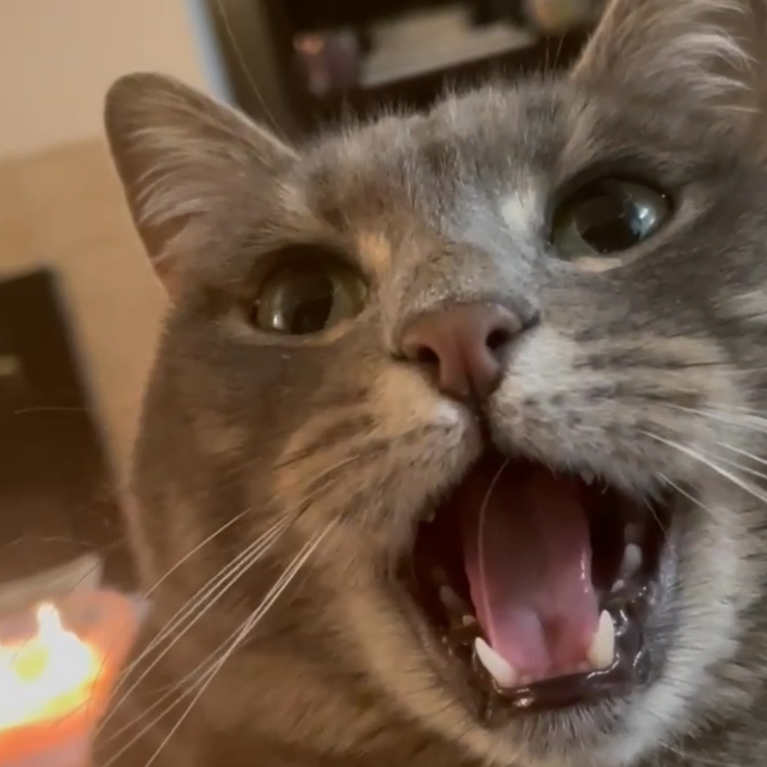 Avatar for @clep on Greg, the plant care app