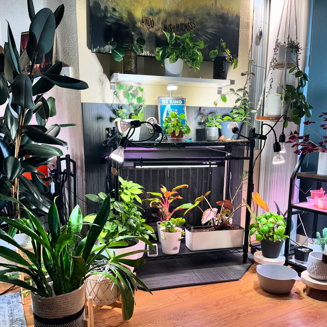 @Saloméplantitas avatar