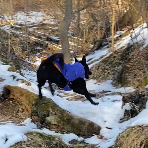 Avatar for @JubilantTearose on Greg, the plant care app