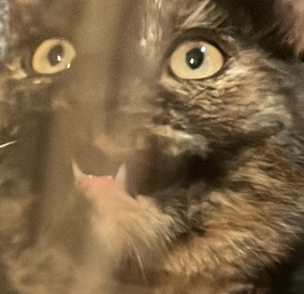 Avatar for @zoehasamegacock on Greg, the plant care app