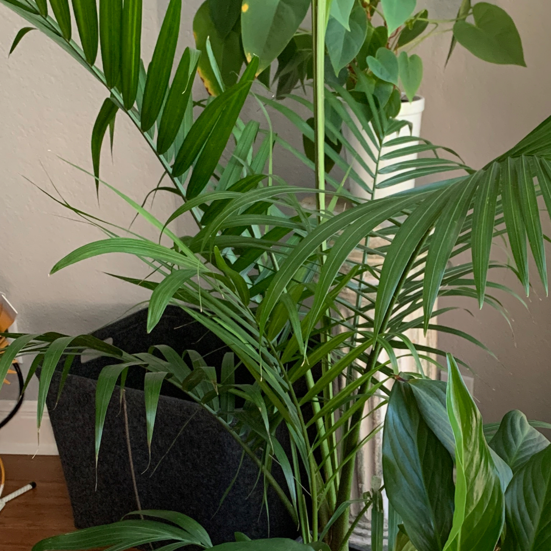 Avatar for @adam on Greg, the plant care app