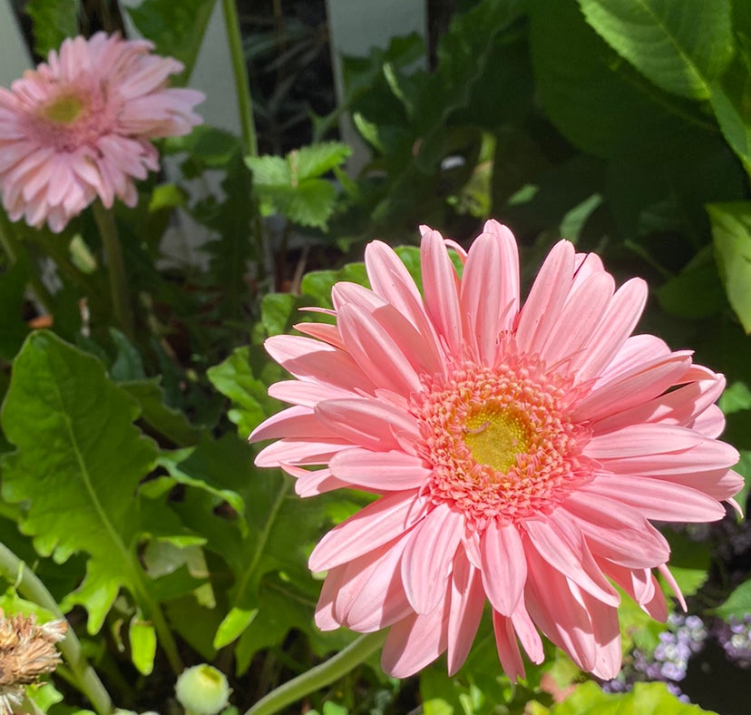 Avatar for @GardenistaGlee on Greg, the plant care app