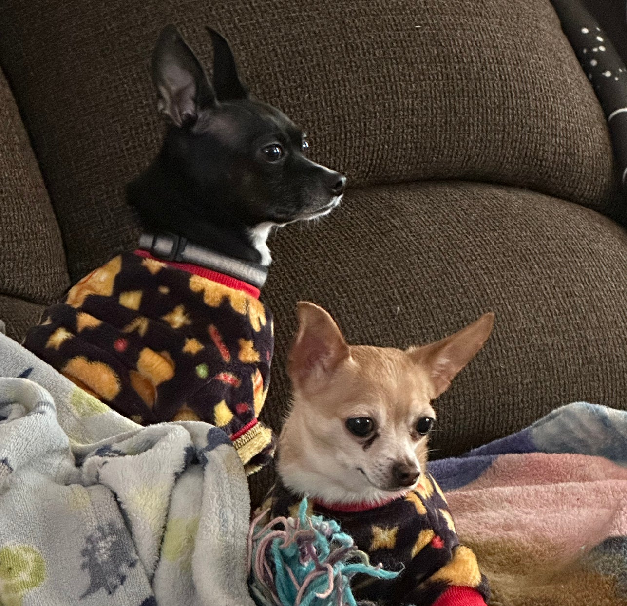 @JauntyRosilla avatar