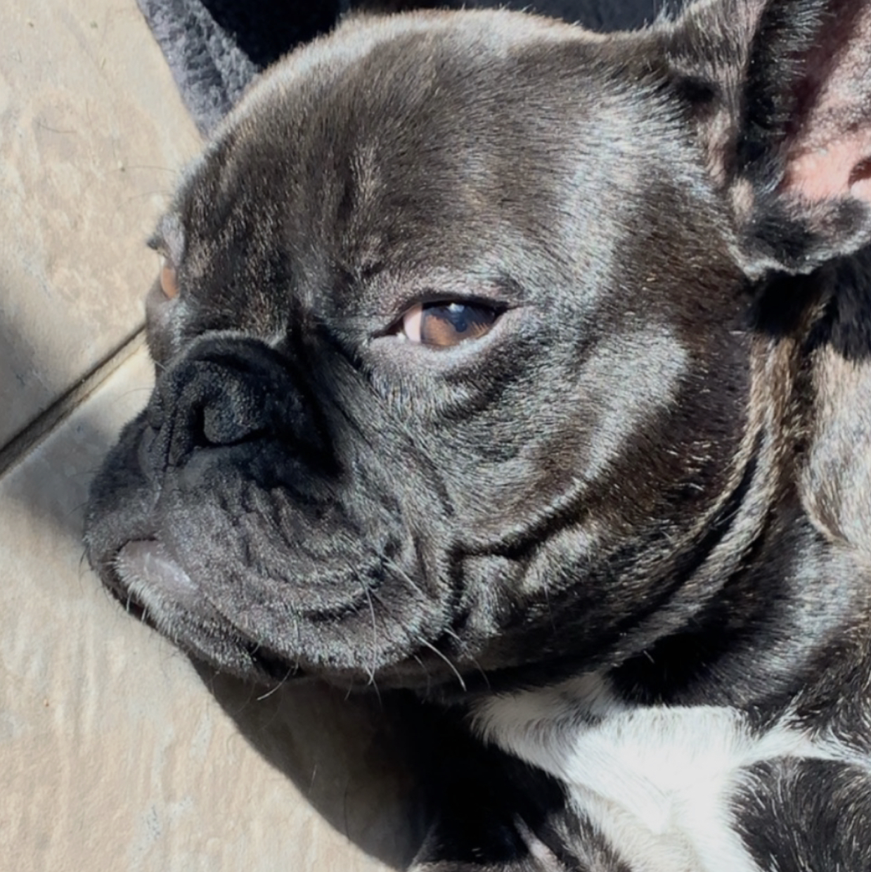 Avatar for @marley1 on Greg, the plant care app