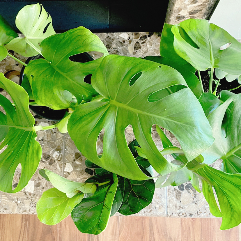 Avatar for Dianna on Greg, the plant care app