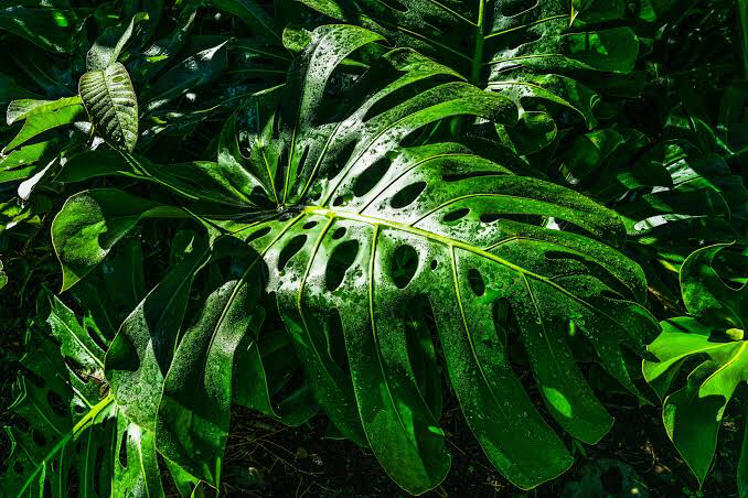 @plantmumcourts