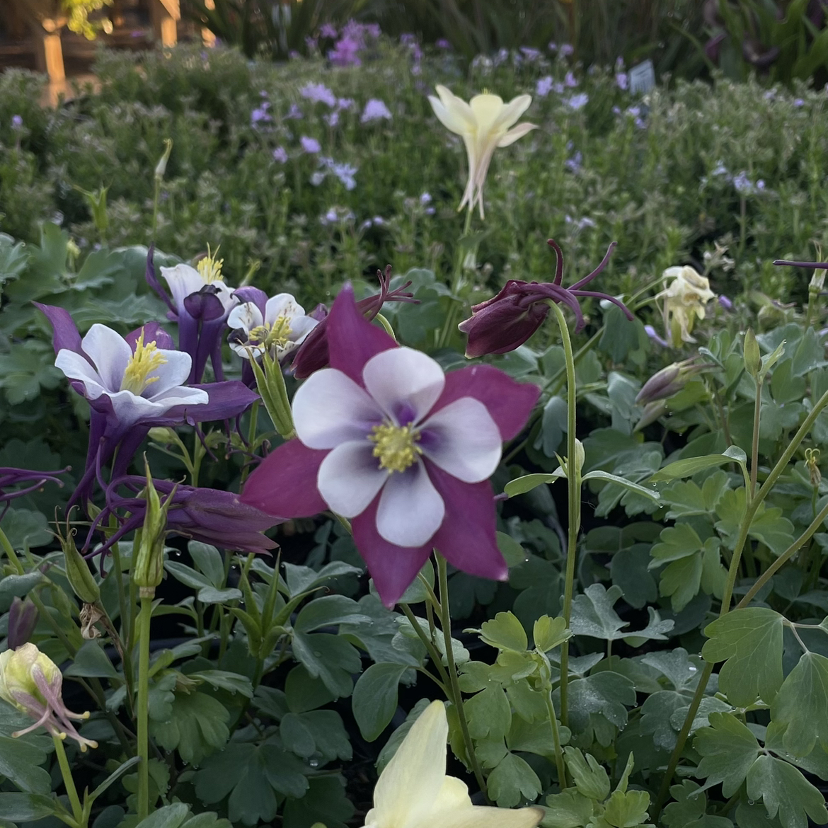 Avatar for @WeightyJavafern on Greg, the plant care app