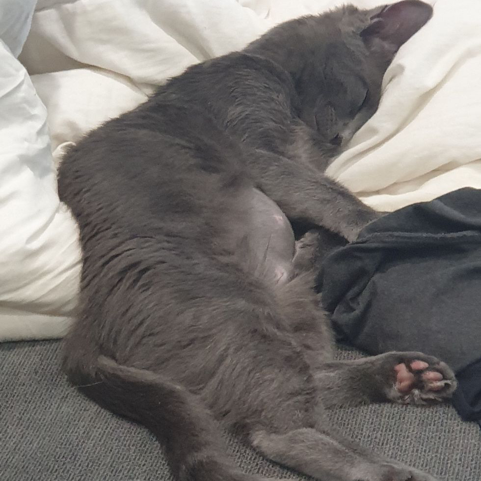 Avatar for @tia.rolfe on Greg, the plant care app