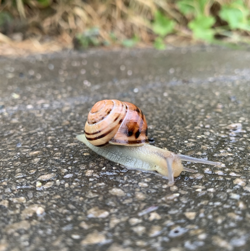 Avatar for @georgieworm on Greg, the plant care app