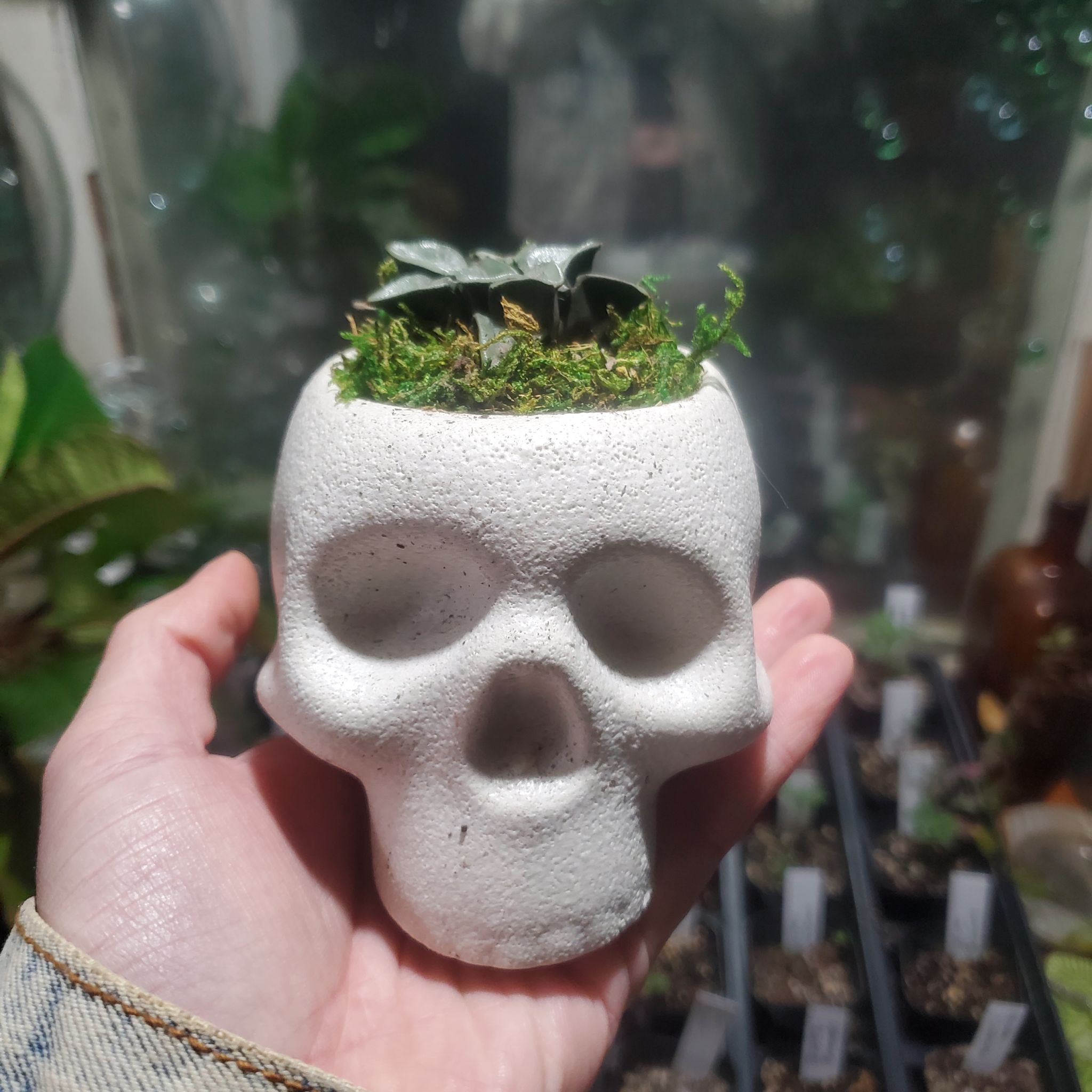 @TheLunarGardens avatar