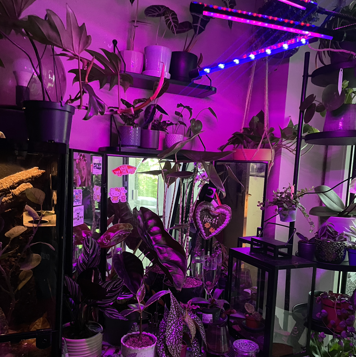 Avatar for @ZingLilacmist on Greg, the plant care app